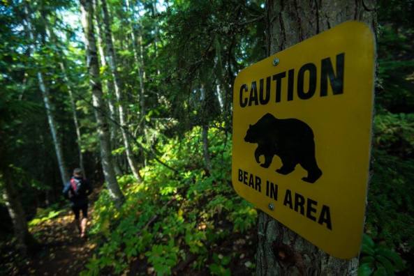 Bear in area